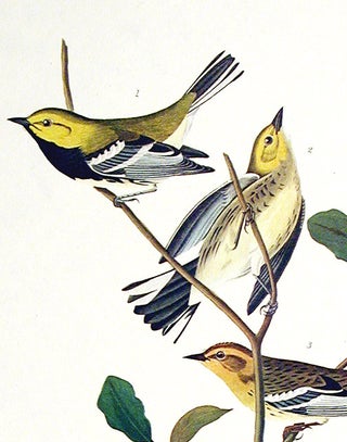 Black-throated Green Warbler, Blackburnian Warbler, Mourning Warbler. From "The Birds of America" (Amsterdam Edition)