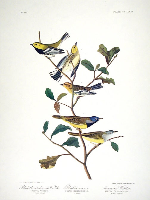 Item #7892 Black-throated Green Warbler, Blackburnian Warbler, Mourning Warbler. From "The Birds of America" (Amsterdam Edition). John James AUDUBON.