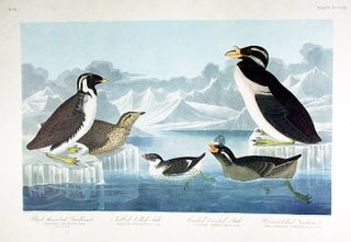 Item #7901 Black-throated Guillemot, Nobbed-billed Auk, Curled-Crested Auk. From "The Birds of...