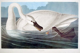 Item #7905 Trumpeter Swan. From "The Birds of America" (Amsterdam Edition). John James...