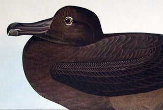 Dusky Albatros. From "The Birds of America" (Amsterdam Edition)