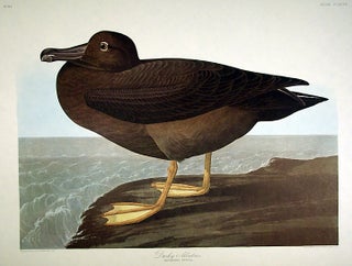 Item #7907 Dusky Albatros. From "The Birds of America" (Amsterdam Edition). John James AUDUBON