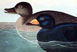 American Scoter Duck. From "The Birds of America" (Amsterdam Edition)