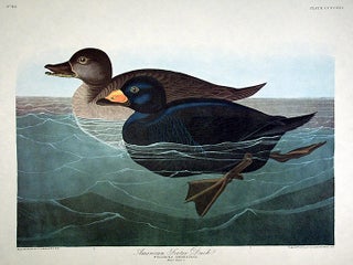 Item #7908 American Scoter Duck. From "The Birds of America" (Amsterdam Edition). John James AUDUBON