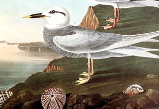 Havell’s Tern, Trudeau's Tern. From "The Birds of America" (Amsterdam Edition)
