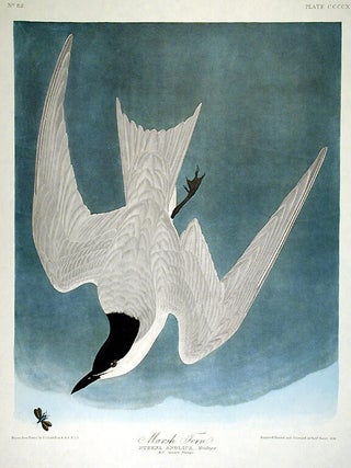 Item #7910 Marsh Tern. From "The Birds of America" (Amsterdam Edition). John James AUDUBON