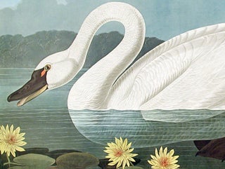 Common American Swan. From "The Birds of America" (Amsterdam Edition)