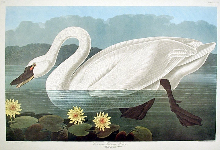 Item #7911 Common American Swan. From "The Birds of America" (Amsterdam Edition). John James AUDUBON.