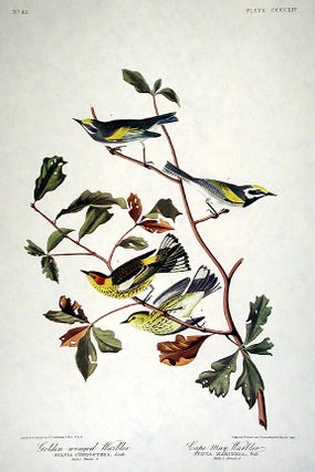 Item #7915 Golden-winged Warbler, Cape May Warbler. From "The Birds of America" (Amsterdam...