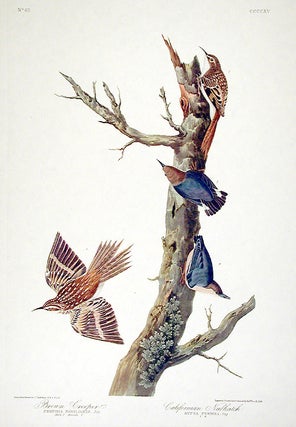 Item #7916 Brown Creeper, Californian Nuthatch. From "The Birds of America" (Amsterdam Edition)....