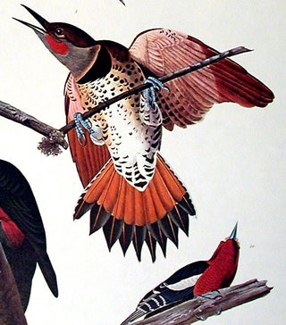 Hairy Woodpecker, Red-bellied Woodpecker, Red-shafted Woodpecker, Lewis Woodpecker, Red-breasted Woodpecker. From "The Birds of America" (Amsterdam Edition)