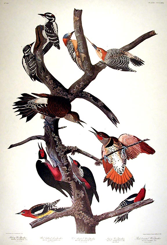 Item #7917 Hairy Woodpecker, Red-bellied Woodpecker, Red-shafted Woodpecker, Lewis Woodpecker, Red-breasted Woodpecker. From "The Birds of America" (Amsterdam Edition). John James AUDUBON.