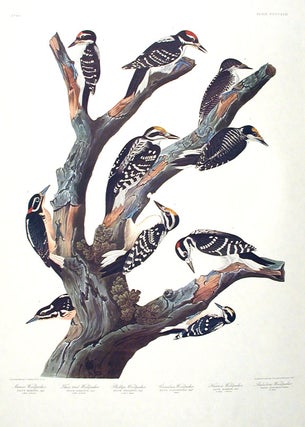 Item #7919 Maria’s Woodpecker, Three-toed Woodpecker, Phillips' Woodpecker, Canadian...