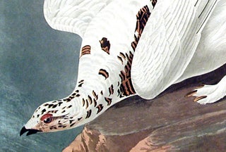 American Ptarmigan, White-tailed Grous. From "The Birds of America" (Amsterdam Edition)