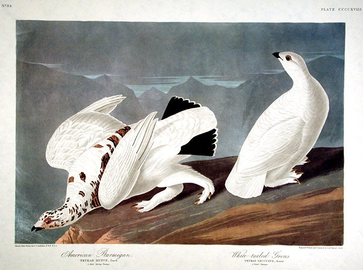 Item #7922 American Ptarmigan, White-tailed Grous. From "The Birds of America" (Amsterdam Edition). John James AUDUBON.