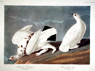 Item #7922 American Ptarmigan, White-tailed Grous. From "The Birds of America" (Amsterdam...