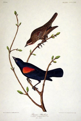 Item #7925 Prairie Starling. From "The Birds of America" (Amsterdam Edition). John James AUDUBON