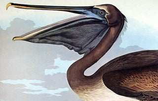 Brown Pelican. From "The Birds of America" (Amsterdam Edition)
