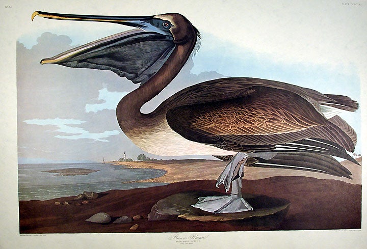 Item #7926 Brown Pelican. From "The Birds of America" (Amsterdam Edition). John James AUDUBON.