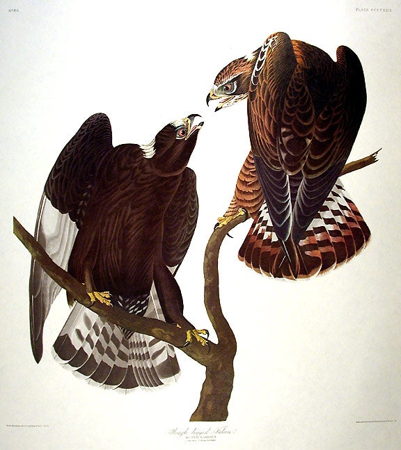 Item #7928 Rough-legged Falcon. From "The Birds of America" (Amsterdam Edition). John James AUDUBON.