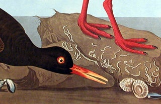 White-legged Oyster-catcher, Slender-billed Oyster-catcher. From "The Birds of America" (Amsterdam Edition)