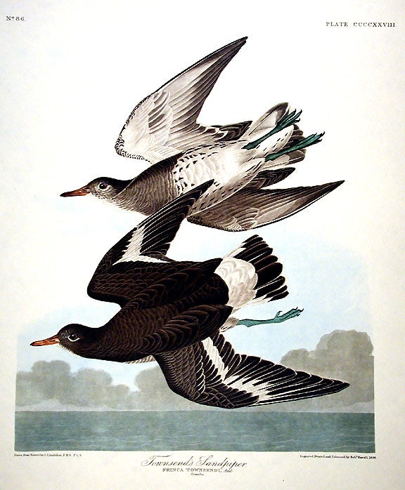 Item #7935 Townsends Sandpiper. From "The Birds of America" (Amsterdam Edition). John James AUDUBON.