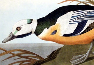 Western Duck. From "The Birds of America" (Amsterdam Edition)
