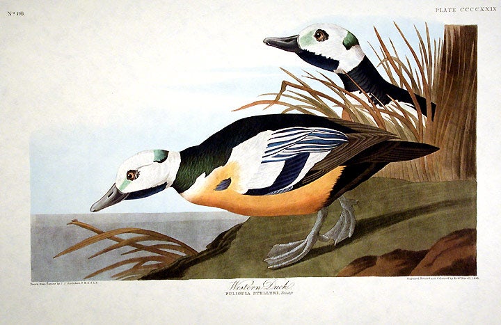 Item #7936 Western Duck. From "The Birds of America" (Amsterdam Edition). John James AUDUBON.