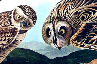 Burrowing Owl, Large-headed Burrowing Owl, Little night Owl, Columbian Owl, Short-eared Owl. From "The Birds of America" (Amsterdam Edition)