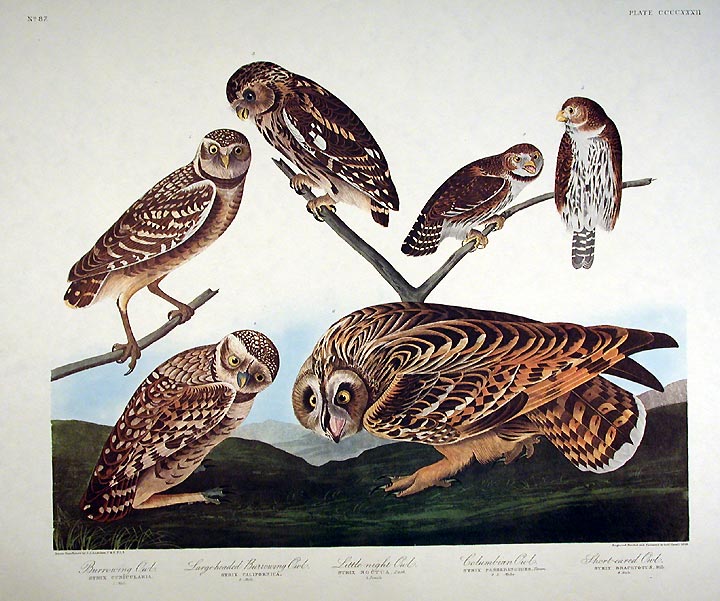 Item #7939 Burrowing Owl, Large-headed Burrowing Owl, Little night Owl, Columbian Owl, Short-eared Owl. From "The Birds of America" (Amsterdam Edition). John James AUDUBON.