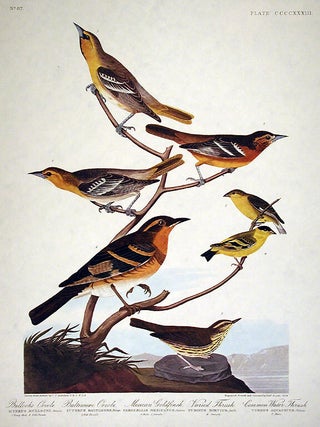 Item #7941 Bullock&rsquo;s Oriole, Baltimore Oriole, Mexican Goldfinch, Varied Thrush, Common Water...