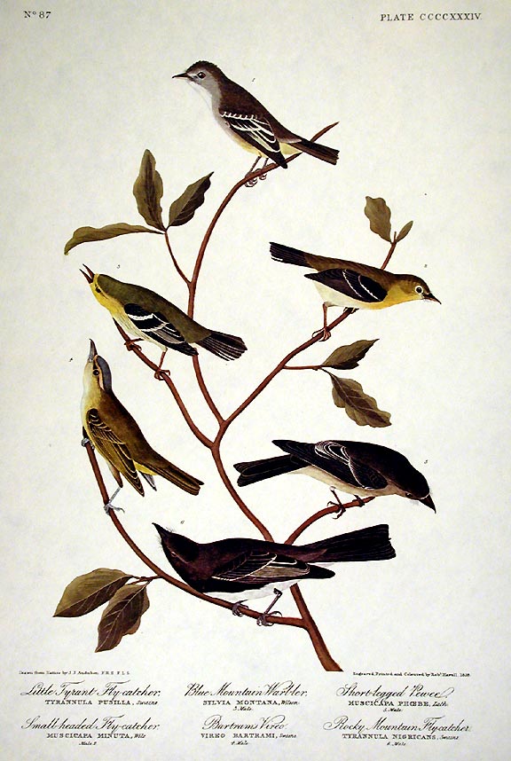 Item #7942 Little Tyrant Fly-catcher, Small-headed Fly-catcher, Blue Mountain Warbler, Common Water Thrush. From "The Birds of America" (Amsterdam Edition). John James AUDUBON.