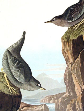 Columbian Water Ouzel, Arctic Water Ouzel, Bartram's Vireo, Short-legged Pewee, Rocky Mountain Fly-catcher. From "The Birds of America" (Amsterdam Edition)