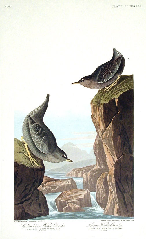 Item #7944 Columbian Water Ouzel, Arctic Water Ouzel, Bartram's Vireo, Short-legged Pewee, Rocky Mountain Fly-catcher. From "The Birds of America" (Amsterdam Edition). John James AUDUBON.