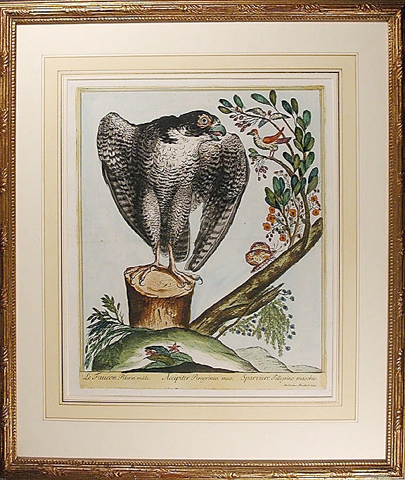 Item #8278 Le Faucon Pélerin mâle [Male Peregrine Falcon]. Maddalena BOUCHARD.