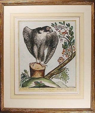 Item #8278 Le Faucon Pélerin mâle [Male Peregrine Falcon]. Maddalena BOUCHARD