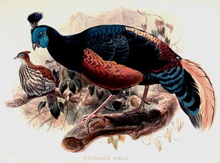 Item #8678 Euplocamus Nobilis [Noble Pheasant]. Joseph WOLF