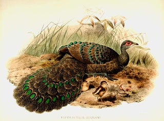 Item #8679 Polyplectron Germaini [Germain's Peacock Pheasant]. Joseph WOLF
