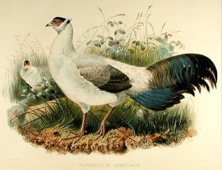 Item #8681 Crossoptilon Thibetanum [Hodgson's Eared Pheasant]. Joseph WOLF