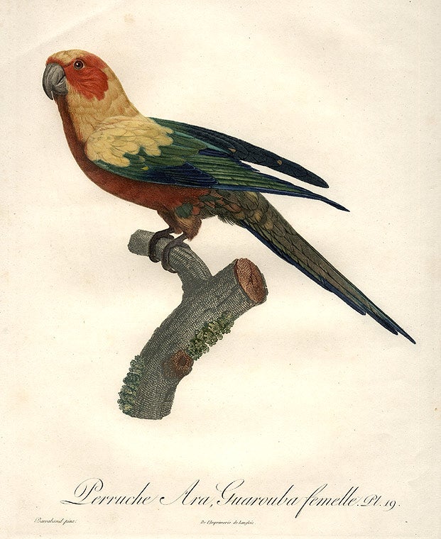 Item #8845 Perruche Ara Guarouba femelle [Sun Conure (Aratinga euops)]. Jacques BARRABAND, 1767/.