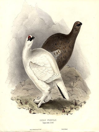 Item #9274 Common Ptarmigan. Lagopus mutus. John GOULD