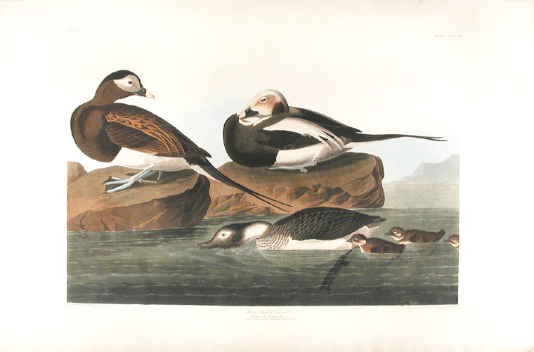 Item #10635 Long-Tailed Duck [Oldsquaw] from The Birds of America. John James AUDUBON.