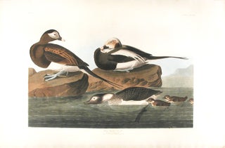 Item #10635 Long-Tailed Duck [Oldsquaw]. John James AUDUBON