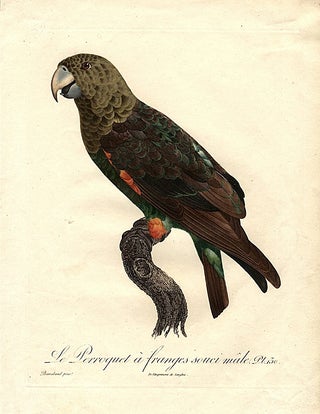 Item #13099 Red-bellied Parrot (Le Perroquet à franges souci mâle) (Poicephalus rufiventris)]....