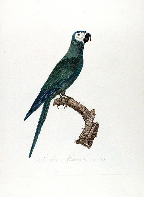 Item #14826 Red-bellied Macaw (L'Ara Macavouanne). Jacques BARRABAND, 1767/.