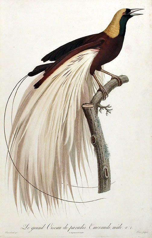 Item #15835 Le grand Oiseau de paradis, émeraude, mâle [Greater Bird of Paradise, male (Paradisea apoda)]. Jacques BARRABAND, 1767/.