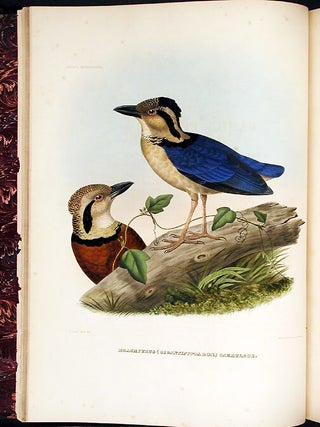 A Monograph of the Pittidae, or, Family of Ant Thrushes.