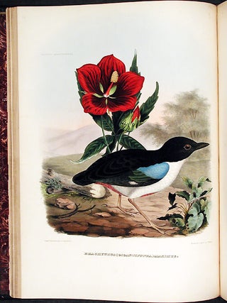 A Monograph of the Pittidae, or, Family of Ant Thrushes.