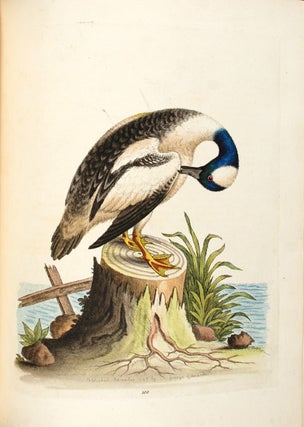 A Natural History of Uncommon Birds, and of Some Other Rare and Undescribed Animals