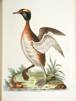 A Natural History of Uncommon Birds, and of Some Other Rare and Undescribed Animals